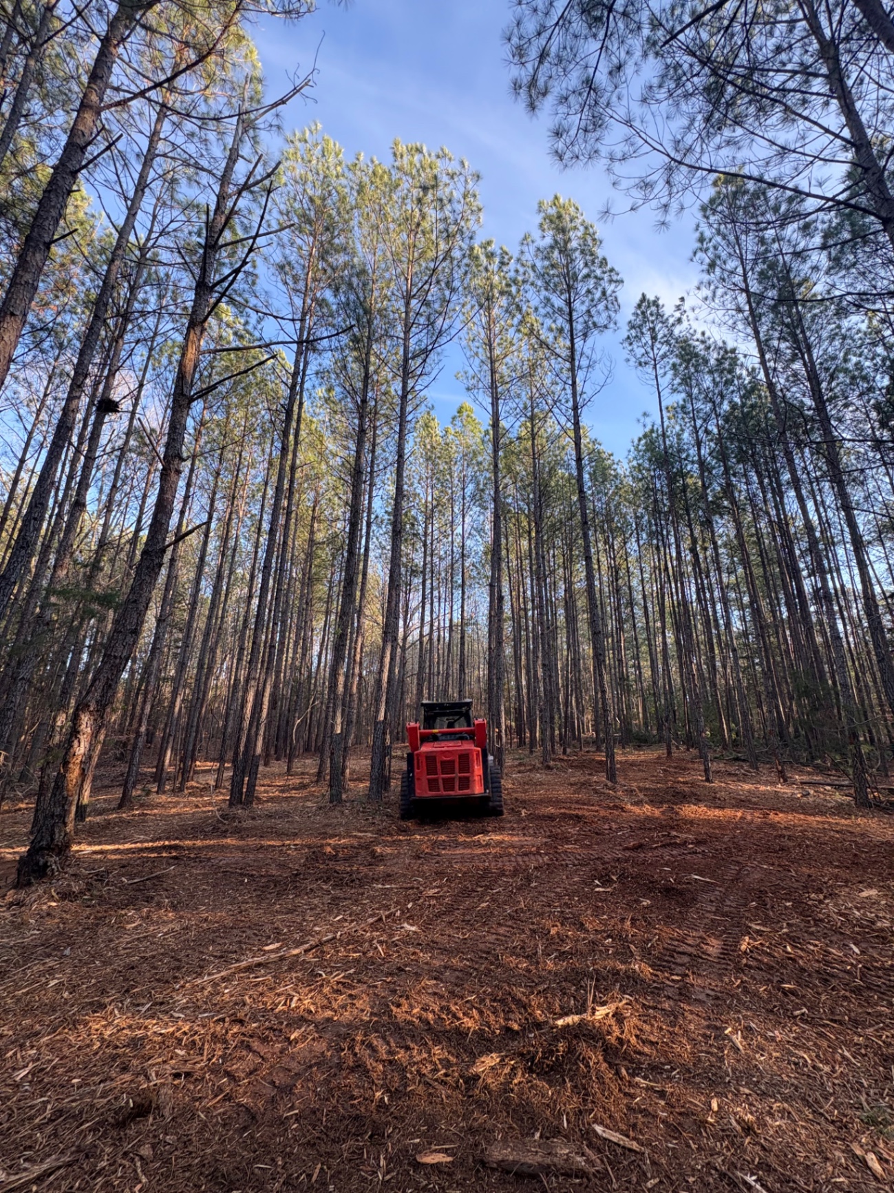 Compact track loader forestry mulcher working in a stand of tall pines