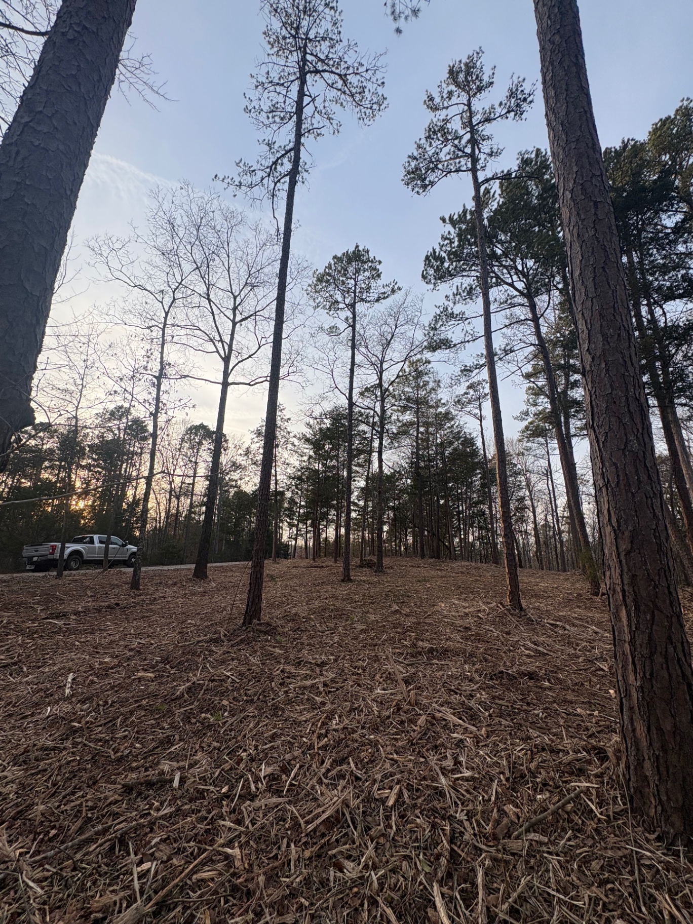 Mulched wooded lot after selective forestry mulching, tall trees preserved